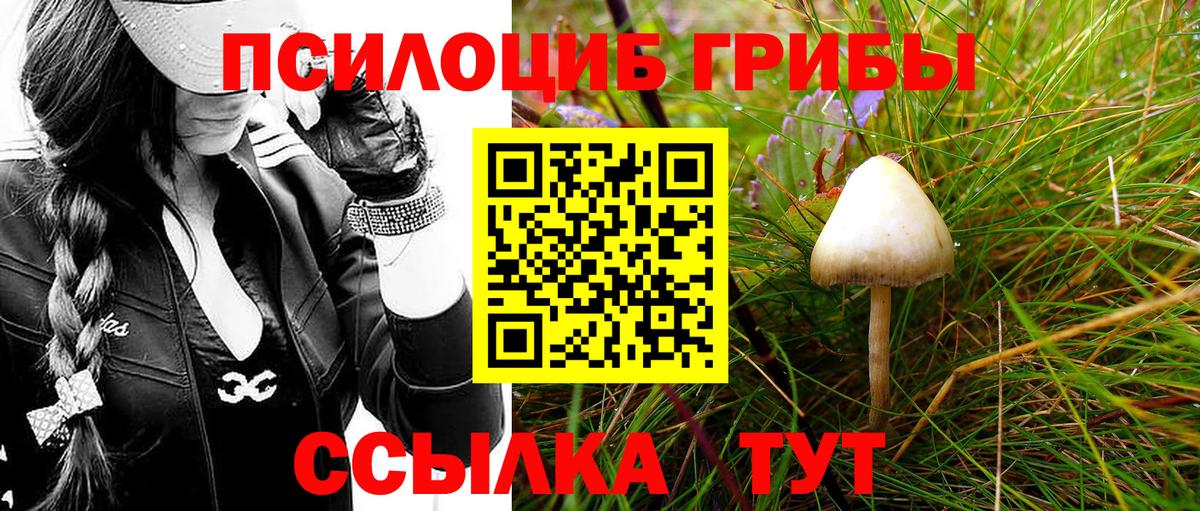 Псилоцибиновые грибы Psilocybe Саратов